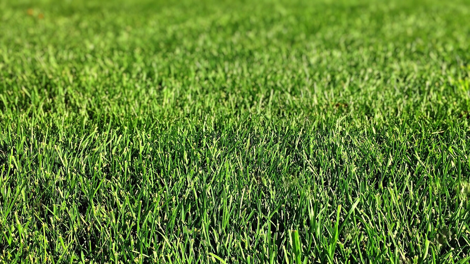 5-tips-to-having-the-best-lawn-in-the-neighborhood-the-lawn-care-blog