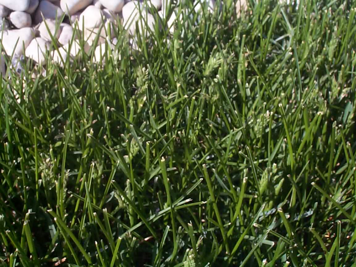 How To Eradicate Seed Heads In Your Lawn The Lawn Care Blog